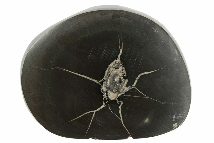 Polished Fish Coprolite (Fossil Poo) Nodule Half - Scotland #242050